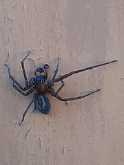 Amaurobius
