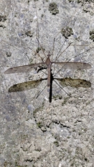 Tipulidae