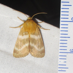 Schinia miniana