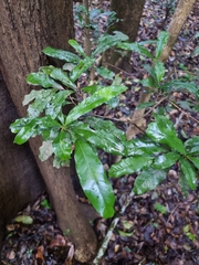 Beilschmiedia obtusifolia