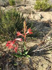 Watsonia coccinea