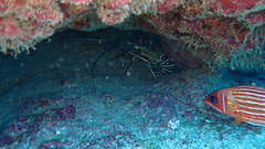 Panulirus regius