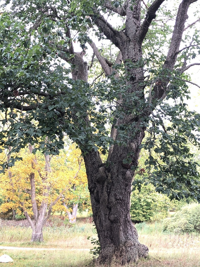 The Wild Service Tree of Moesgård