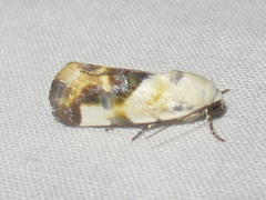 Tarache arida