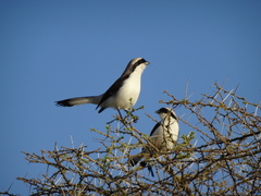 Lanius excubitoroides