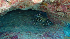 Panulirus regius