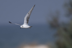 Chlidonias leucopterus