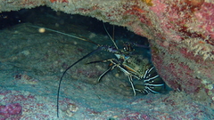Panulirus regius