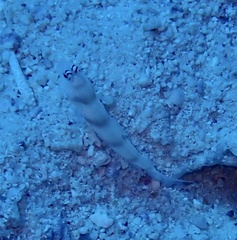 Amblyeleotris steinitzi