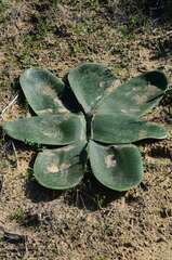 Brunsvigia orientalis