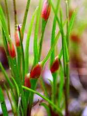 Centrolepis aristata