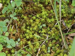 Tortella squarrosa