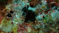 Palythoa grandiflora