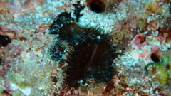 Palythoa grandiflora