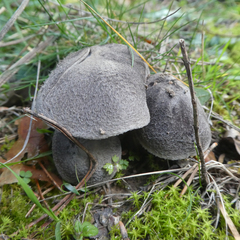 Tricholoma
