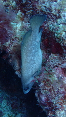 Rypticus saponaceus