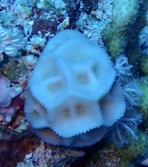 Paramontastraea peresi