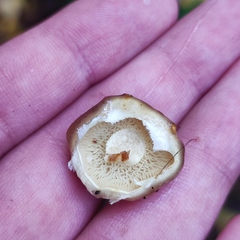 Pholiota lubrica
