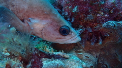 Rypticus saponaceus