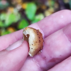 Pholiota lubrica