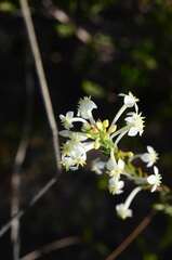 Struthiola ciliata