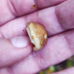 Pholiota lubrica