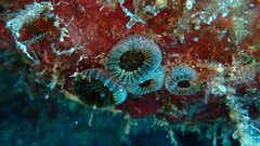 Palythoa grandiflora