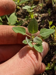 Chenopodium berlandieri