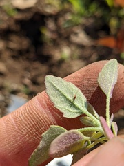 Chenopodium berlandieri
