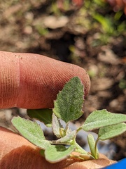 Chenopodium berlandieri