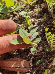 Chenopodium berlandieri
