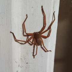 Neosparassus diana