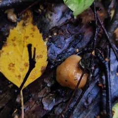 Pholiota lubrica