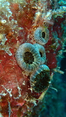 Palythoa grandiflora