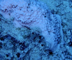Montipora
