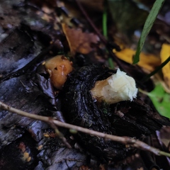 Pholiota lubrica