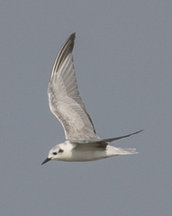 Chlidonias leucopterus