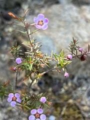 Euryomyrtus ramosissima