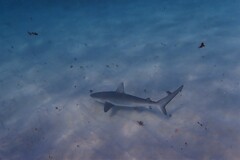 Carcharhinus galapagensis