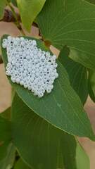 Gonimbrasia belina