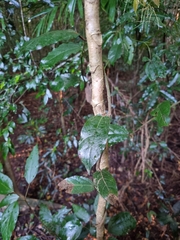 Aristolochia praevenosa