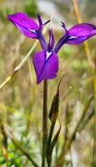 Moraea tripetala