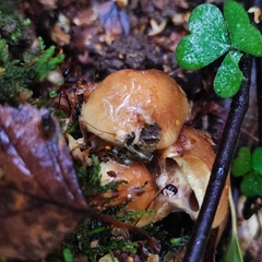 Pholiota lubrica