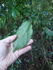 Aristolochia praevenosa