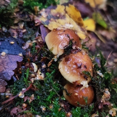 Pholiota lubrica