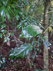 Aristolochia praevenosa