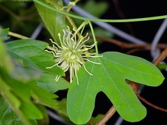 Passiflora affinis