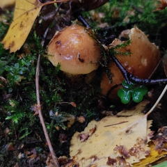 Pholiota lubrica