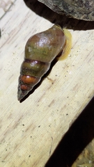 Semisulcospiridae