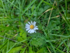 Bellis perennis